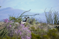 Mule Deer in Big Bend NP after Rain